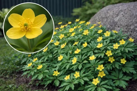 Анемона жовтецева / Anemone ranunculoides