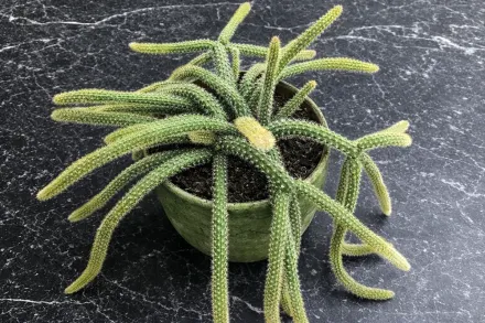 Aporocactus flagelliformis / Апорокактус плетеподібний