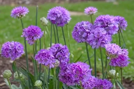 Армерія Балерина Лілак / Armeria pseudarmeria Ballerina Lilac