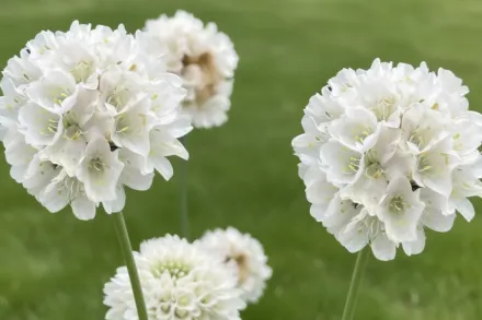 Армерія приморська Альба / Armeria maritima Alba