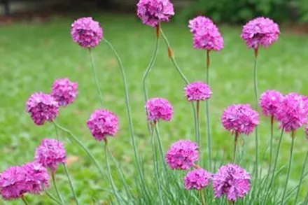 Армерія приморська Спленденс / Armeria maritima Splendens