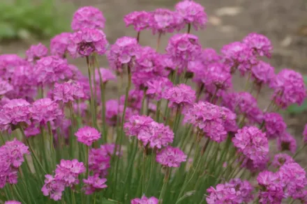 Армерія приморська / Armeria maritima