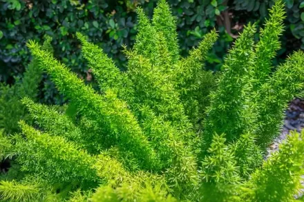 Аспарагус густоквітковий Мейєра / Asparagus densiflorus Myersii