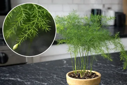 Аспарагус перистий / Asparagus setaceus