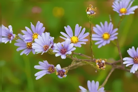 Астер азуреус / Aster azureus
