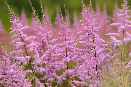 Астільба Аметист / Astilbe Amethyst