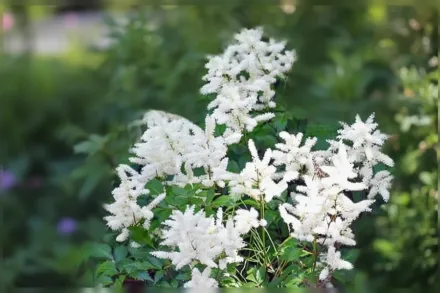 Астільба Брайдал Вейл / Astilbe Bridal Veil