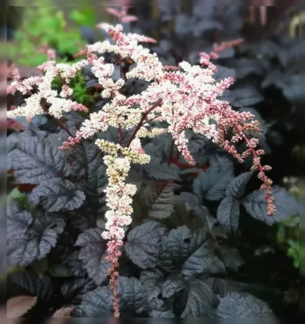 Астільба Чоколейт Шогун / Astilbe thunbergii Chocolate Shogun