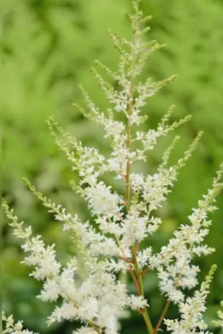 Астільба Даймонд / Astilbe Diamond