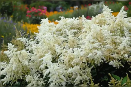 Астільба Дойчланд / Astilbe Deutschland