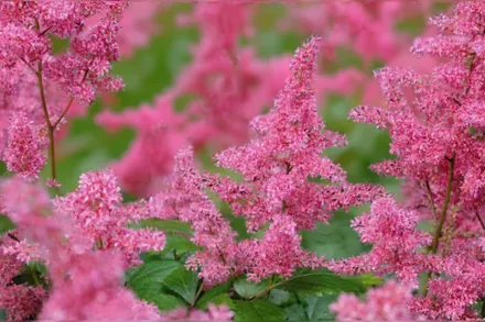 Астільба Гранат / Astilbe Granat