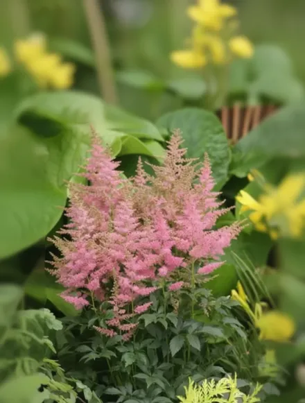 Астільба Кантрі енд Вестерн / Astilbe Country and Western