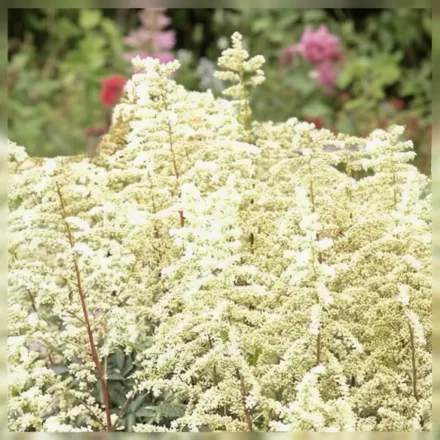 Астільба Капучіно / Astilbe Cappuccino