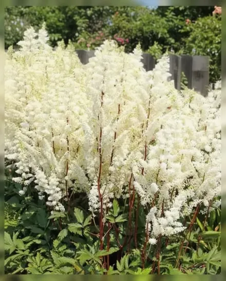 Астільба Хеппі Спіріт / Astilbe Happy Spirit