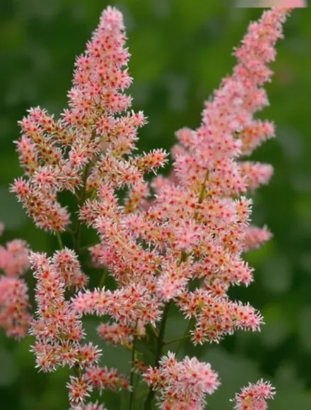 Астільба Хіп Хоп / Astilbe Hip Hop