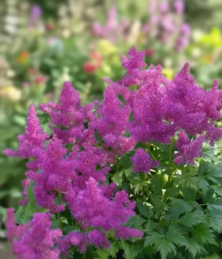 Астільба китайська  Пуміла / Astilbe chinensis var. pumila