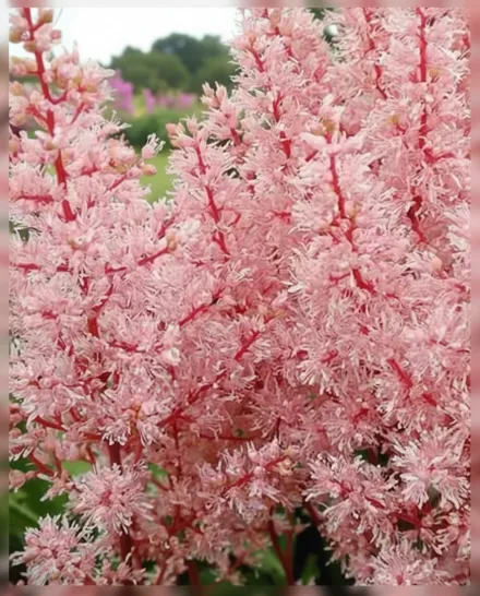 Астільба Лук ет Мі / Astilbe Look at Me