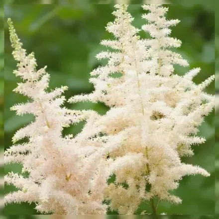 Астільба Мілк енд Хані / Astilbe chinensis Milk and Honey