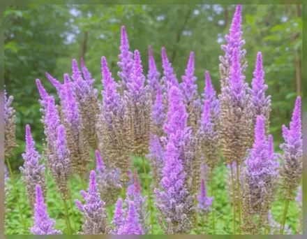 Астільба Пурпл Кендлз / Astilbe chinensis Purple Candles