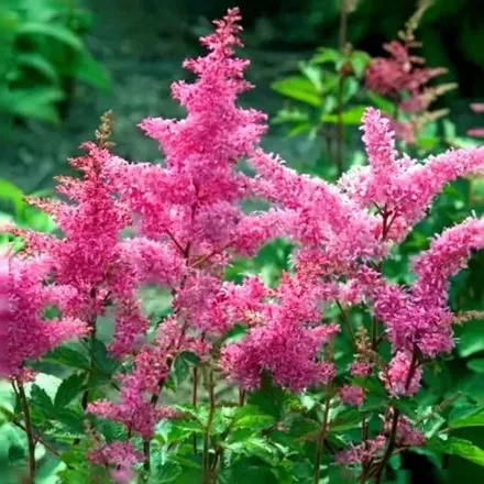 Астільба Райнланд / Astilbe Rheinland