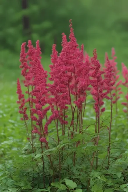 Астільба Ред Сентінел / Astilbe Red Sentinel