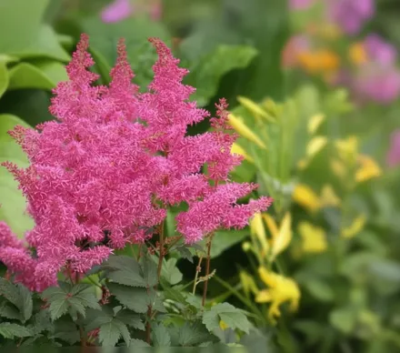 Астільба Ритм Енд Блюз / Astilbe Rhythm And Blues