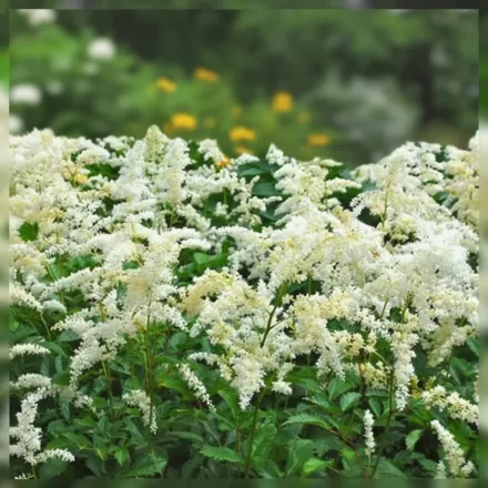 Астільба Сноудріфт / Astilbe Snowdrift