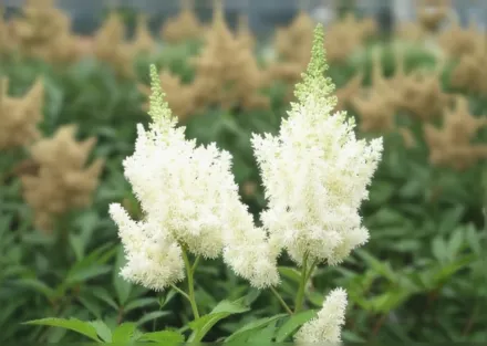 Астільба Вайт Глоріа / Astilbe White Gloria
