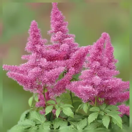 Астільба Віжн ін Пінк / Astilbe chinensis Vision in Pink