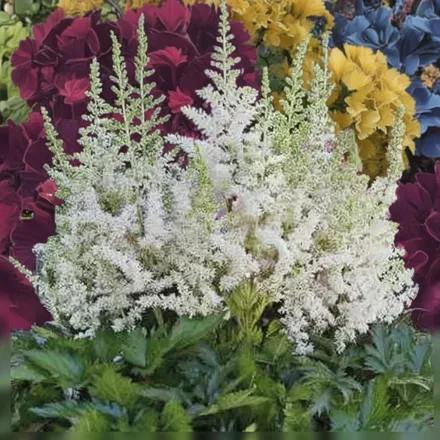 Астільба Віжн ін Вайт / Astilbe chinensis Vision in White