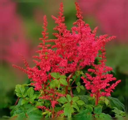 Астільба Юнік Кармін / Astilbe Younique Carmine