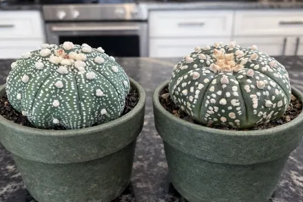 Astrophytum asterias / Астрофітум астеріас