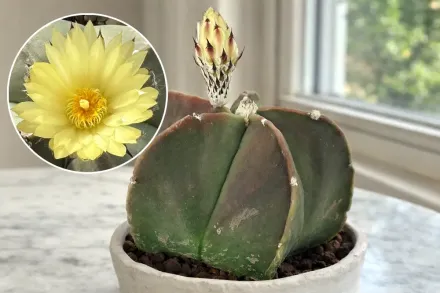 Astrophytum myriostigma var. nudum / Астрофітум міріостігма Нудум