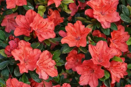 Азалія Гейша Оранж / Azalea japonica Geisha Orange