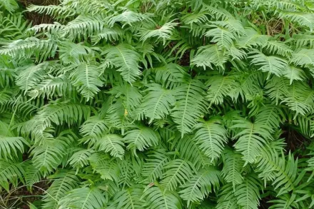 Багатоніжка кембрійська / Polypodium cambricum