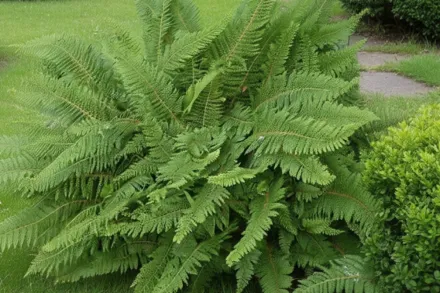 Багаторядник щетинистий / Polystichum setiferum