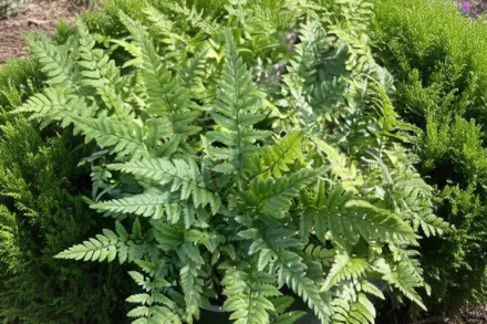 Багаторядник цусімський / Polystichum tsus-simense