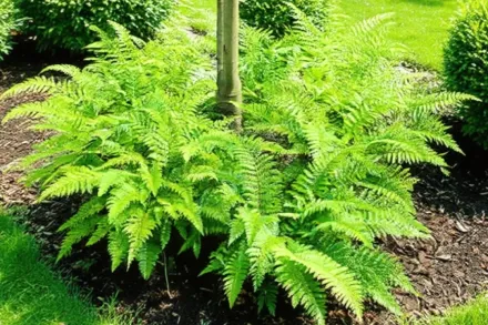 Багаторядник / Polystichum polyblepharum
