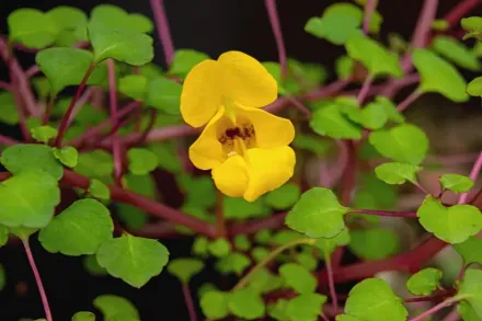 Бальзамін ампельний / Impatiens repens