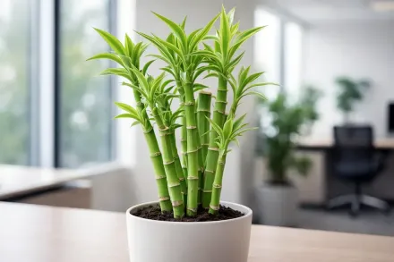 Драцена Сандера / Dracaena sanderiana