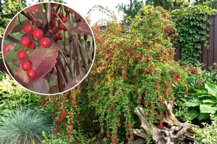 Барбарис корейський / Berberis koreana