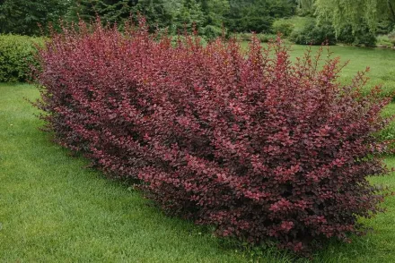 Барбарис оттавський Аурікома / Berberis ottawensis Auricoma