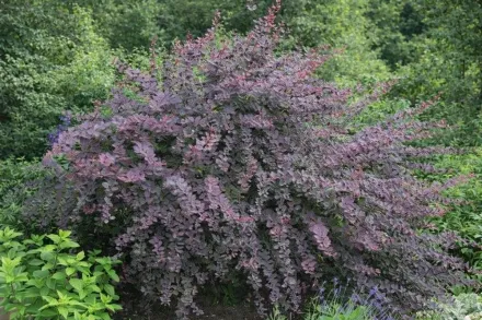 Барбарис оттавський Сільвер Майлс / Berberis ottawensis Silver Miles