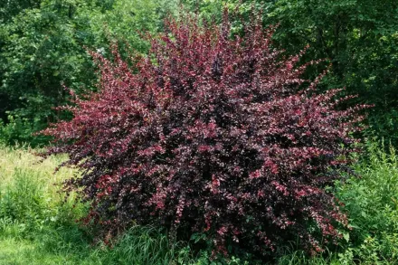 Барбарис оттавський Суперба / Berberis ottawensis Superba