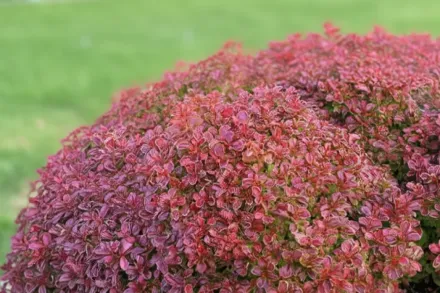 Admiration Berberis thunbergii / Барбарис Тунберга Адмірейшн