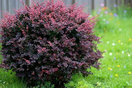 Atropurpurea Berberis thunbergii / Барбарис Тунберга Атропурпуреа