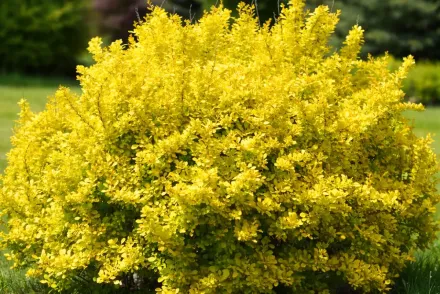Барбарис Тунберга Ауреа / Berberis thunbergii Aurea
