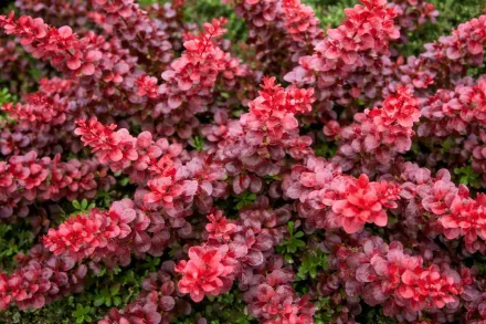 Барбарис Тунберга Дартс Ред Леді / Berberis thunbergii Dart’s Red Lady