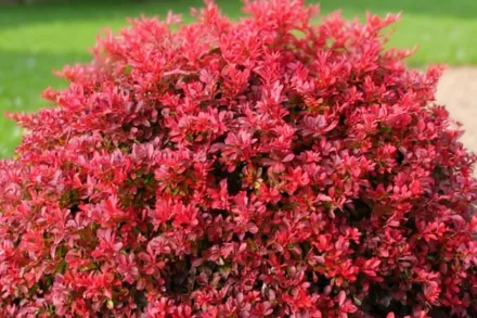 Фаєрбол Барбарис Тунберга / Berberis thunbergii Fireball