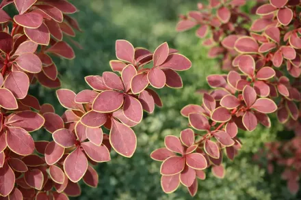 Барбарис Тунберга Голден Рінг / Berberis thunbergii Golden Ring